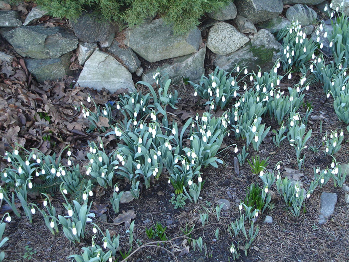 snowdropthings