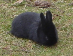 blackbunny3