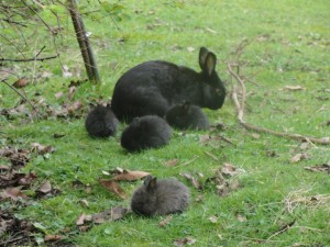 bunnies3